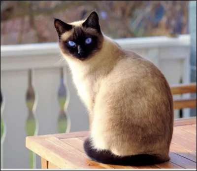 Les siamois ont les yeux uniquement�