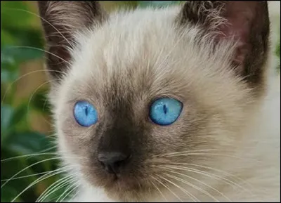 Quel est l�un des probl&egrave;mes r&eacute;currents des siamois ?