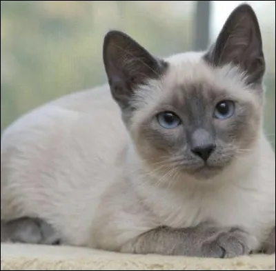 Combien y a-t-il de robes reconnues chez le siamois ?