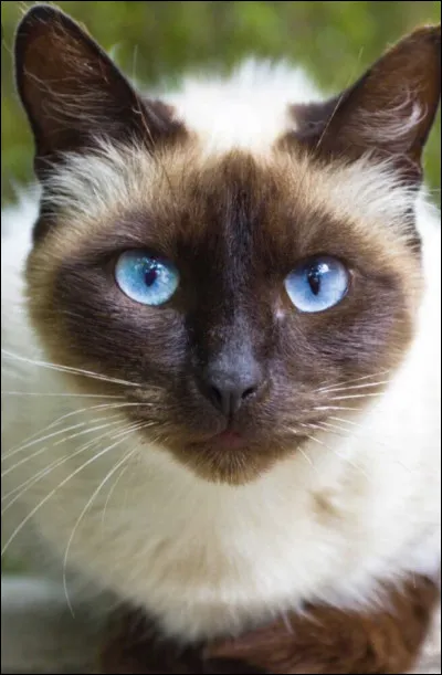 Le siamois est connu pour &ecirc;tre�