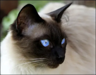 De quel pays est-il originaire ?