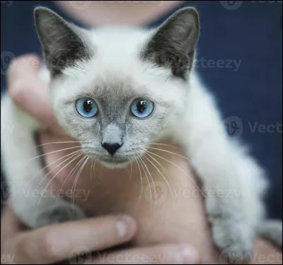 Quel est le prix moyen du siamois ?