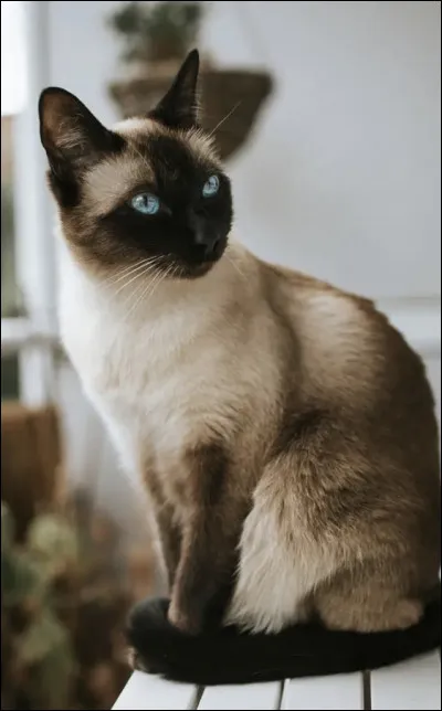 Quelle est la long&eacute;vit&eacute; moyenne du siamois ?