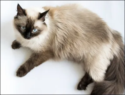 Quelle est la taille du siamois ?