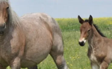 Quiz Animaux