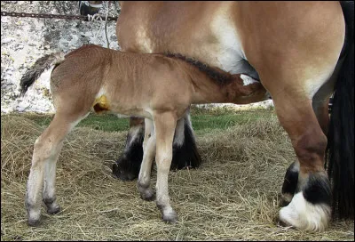 Quel est son statut FAO (conservation) ?