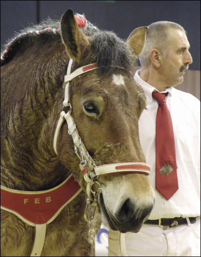 Quand les &eacute;leveurs transforment-ils la race ?