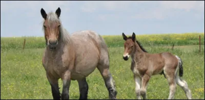 Quand est-il apparu ?