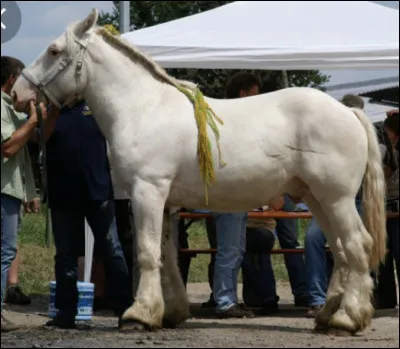 Quel est le nom du premier Ardennais blanc ?