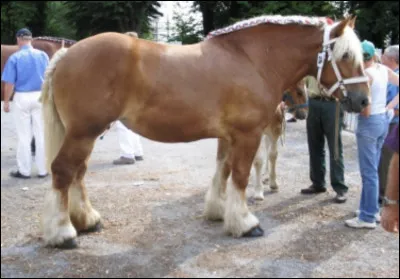 Les &eacute;leveurs d'Ardennais d&eacute;cident de les croiser avec�