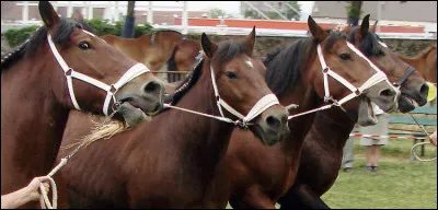 Lequel des ces chevaux est-il un Ardennais ?