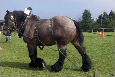 Quel est le poids moyen de l�Ardennais ?