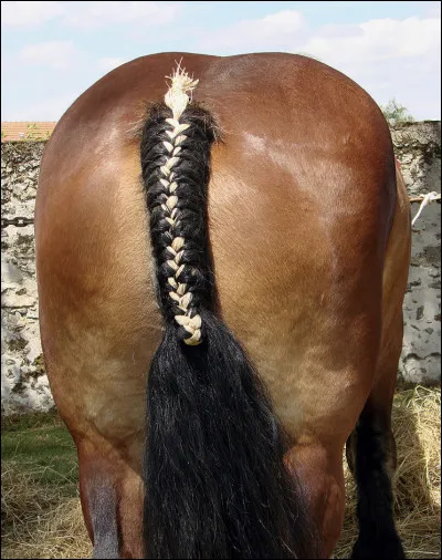 Quand eut lieu l�&acirc;ge d�or de l�Ardennais ?