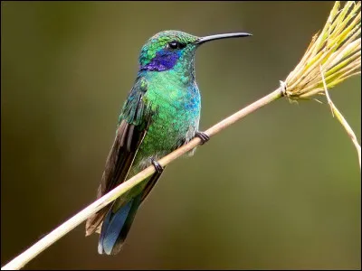 Quel est cet oiseau ?