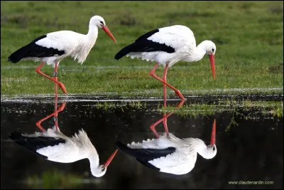 Quel est cet oiseau ?