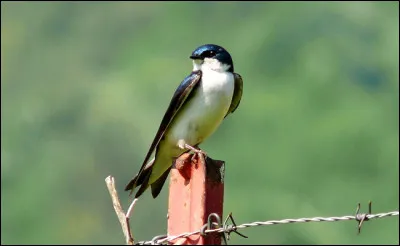 Quel est cet oiseau ?