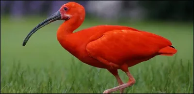 Quel est cet oiseau ?