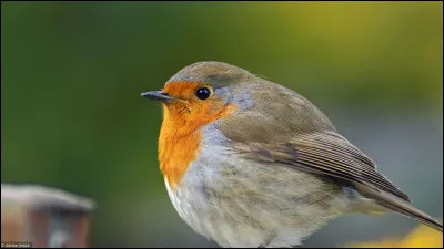Quel est cet oiseau ?