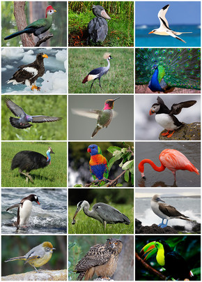 Quiz Oiseaux