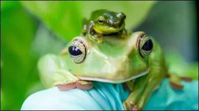 Quelle syllabe rend les grenouilles intelligentes ?