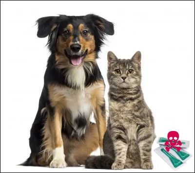 Comment faire aboyer un chat ?