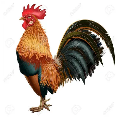Comment s'appelle un coq qui a peur de l'eau ?