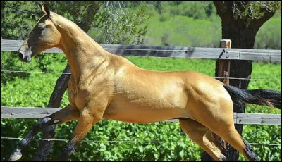 Quand est-il apparu ?