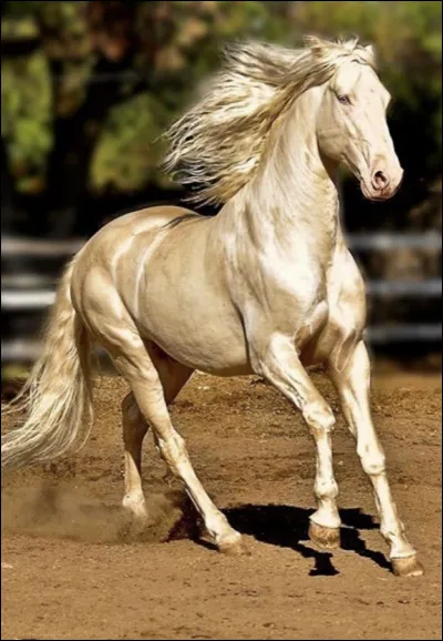 Quelle est la taille moyenne de l’akhal t&eacute;k&eacute; ?