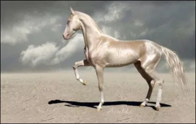 Quel est le poids moyen de l’akhal t&eacute;k&eacute; ?