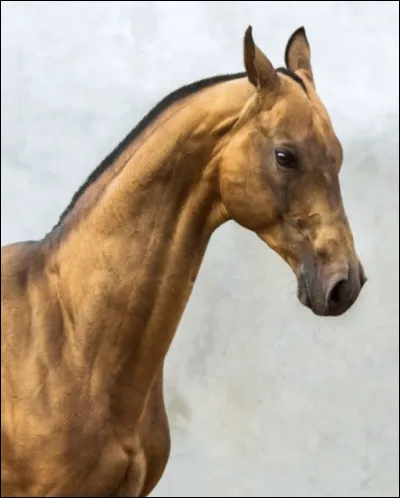 Quel est son caract&egrave;re ?