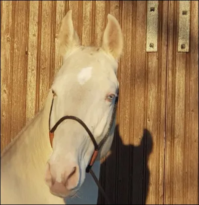 Quelle est la plus belle robe de l’akhal t&eacute;k&eacute; ?