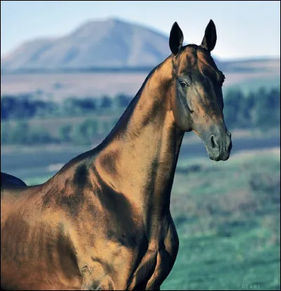 Combien a-t-il de robes ?