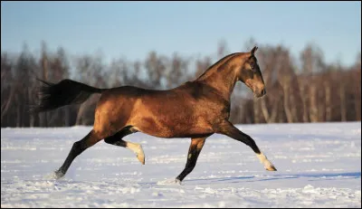 &Agrave; quel animal fait-il penser ?