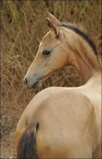 C�est un cheval de taille�