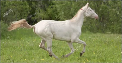 Il est &eacute;lev&eacute; par la tribu des…