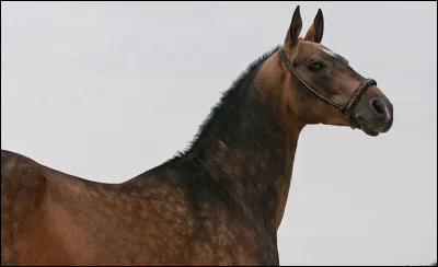 Il est d&eacute;tendeur d�un record olympique en�