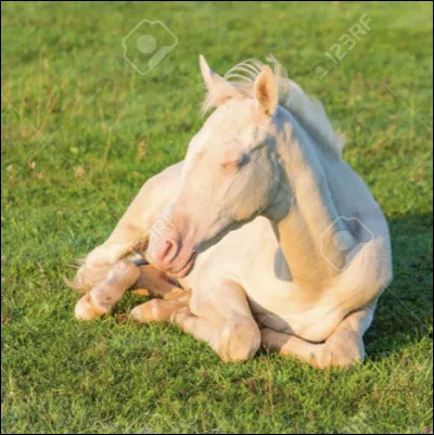 La race a failli dispara&icirc;tre�