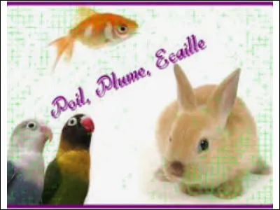 Veux-tu animal avec des plumes, avec des poils ou avec des écailles ?