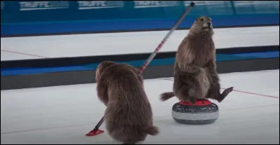 Arbre du midi, dont le bois sert à confectionner des manches d'outils !