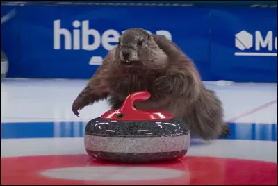 Poisson très coloré, originaire du sud-est de l'Asie, apprécié des aquariophiles !