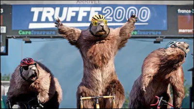 Petite lame d'écaille servant à jouer d'un instrument à cordes !