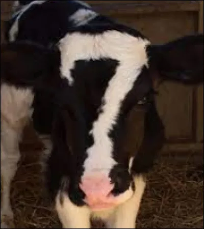 Comment nommerais-tu cette vache ?
(Dis-le moi en commentaire.)