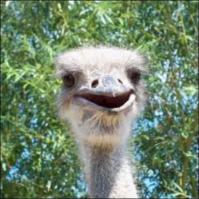Combien de pattes a une autruche ?