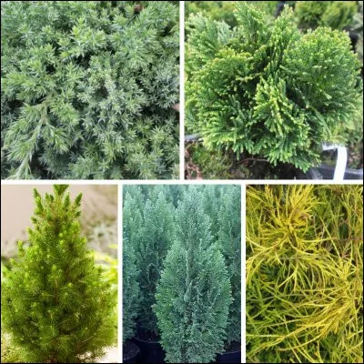 Parmi ces propositions, laquelle désigne un conifère ?