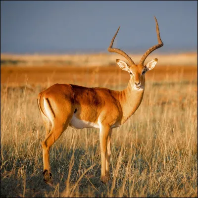 Cet animal est lantilope. Alors c'est :