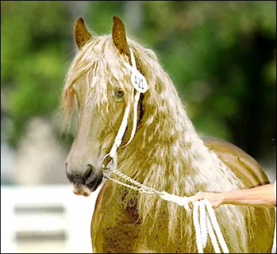 Quelle est cette race ?