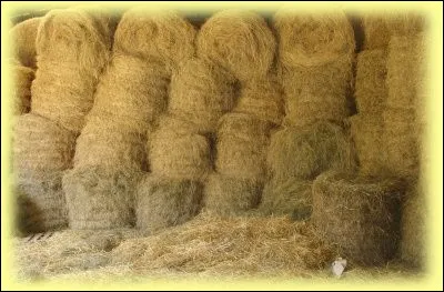 Quelle est cet aliment ?