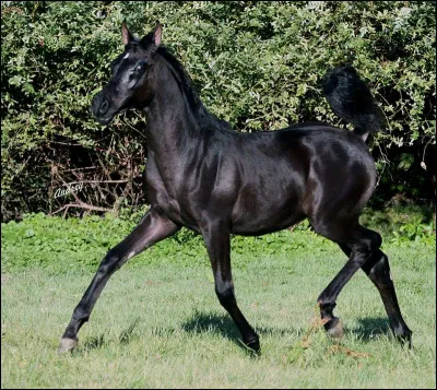 Quel est cet équidé ?