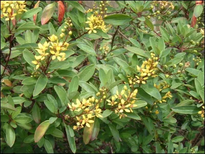 Les "Malpighiacées" forment une famille de plantes (plus de 1 200 espèces). Ceci étant dit, d'où leur provient ce nom assez malaisé à retenir ?