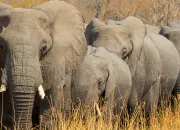 Quiz Les animaux d'Afrique